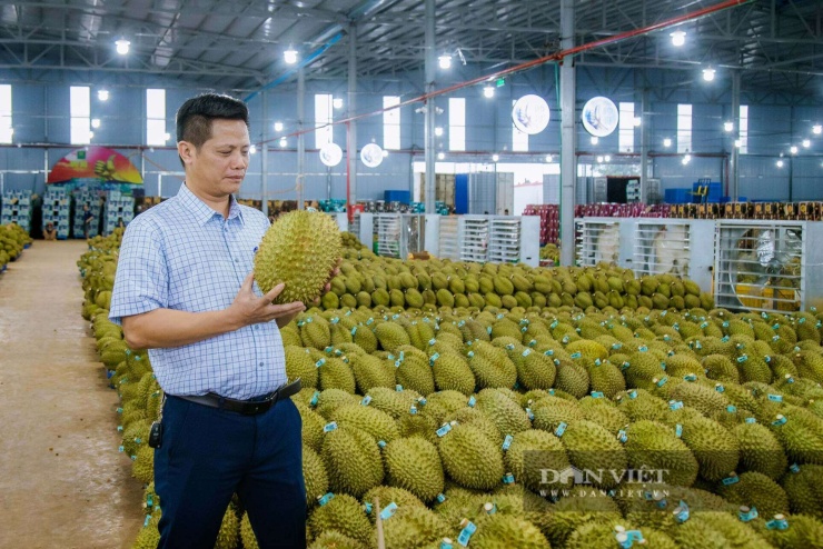Ông Lê Anh Trung, Chủ tịch Hiệp hội Sầu riêng Đắk Lắk, chia sẻ về kỳ vọng đưa thương hiệu sầu riêng Đắk Lắk vươn xa thông qua việc&nbsp;xác lập Kỷ lục Guinness thế giới với đoàn xe bán tải chở sầu riêng dài nhất thế giới. Ảnh Công Nam