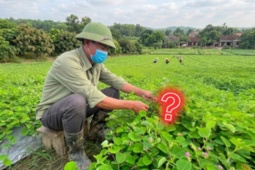 Tin tức sức khỏe - 3 loại cây ở Việt Nam giá rẻ bèo, ra nước ngoài bỗng thành "của hiếm" vì cực tốt cho đường tiết niệu