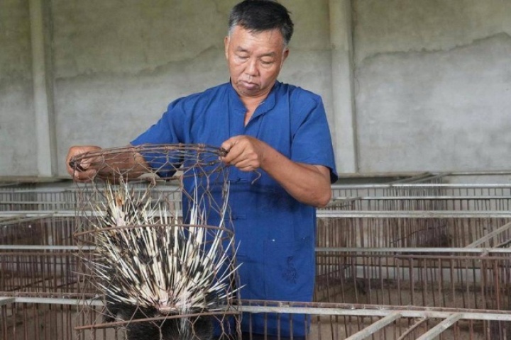 Đánh liều nuôi nhím, lão nông xứ Nghệ gây dựng đàn hơn 400 con, thu nửa tỷ đồng mỗi năm