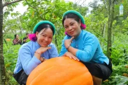 Tận thấy vườn bí ngô khổng lồ giáp Trung Quốc