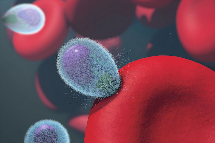 Hình minh họa về một loại virus xâm nhập vào tế bào máu.