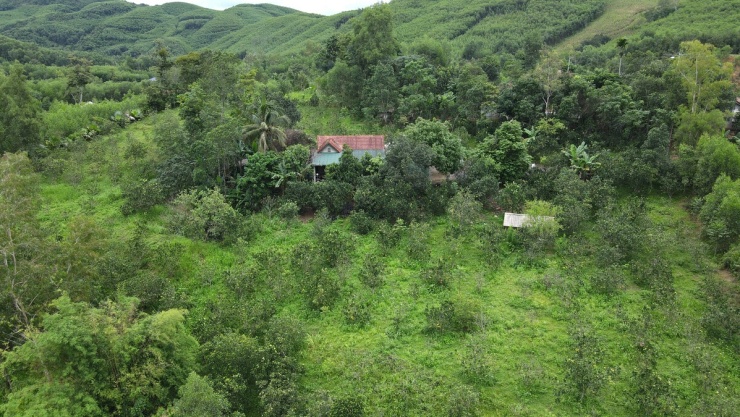 Thu hoạch nhộng 'ong tử thần' - 2