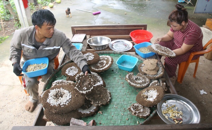 Thu hoạch nhộng 'ong tử thần' - 8