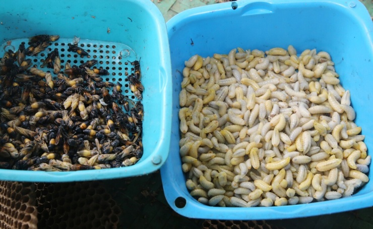 Sau khi sơ chế, nhộng bán cho các nhà hàng, quán ăn để chế biến các món như cháo, xào, chiên. Nhộng già bán khoảng 100.000 đồng/kg, nhộng non 500.000 đồng/kg. Ông Đinh Lâm Sòng, Chủ tịch Hội Nông dân xã Minh Hóa, cho biết địa phương có nhiều hộ nuôi ong vò vẽ lấy nhộng. Tuy nhiên, đây là loài ong có nọc độc mạnh, người dân được khuyến cáo bảo đảm an toàn trong quá trình nuôi và khai thác, đặc biệt chú ý phòng tránh trẻ nhỏ bị ong tấn công.