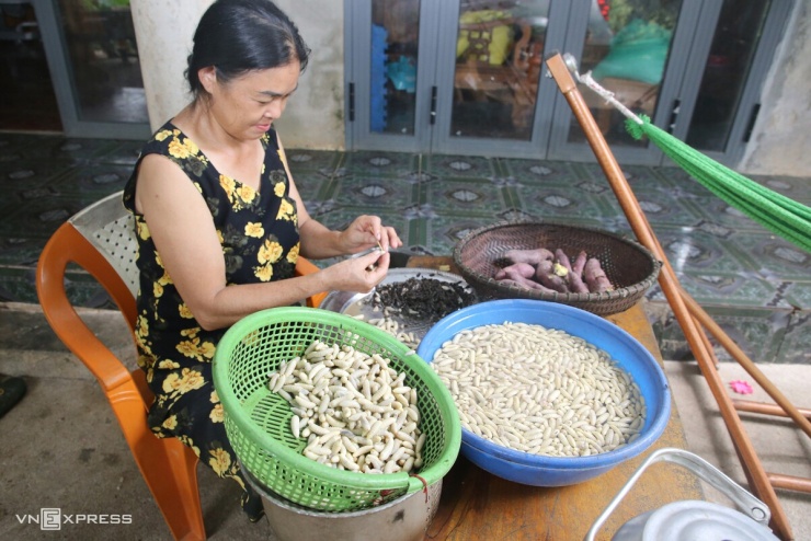 Thu hoạch nhộng 'ong tử thần' - 9