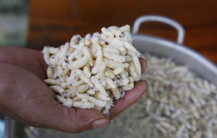 Sau khi sơ chế, nhộng bán cho các nhà hàng, quán ăn để chế biến các món như cháo, xào, chiên. Nhộng già bán khoảng 100.000 đồng/kg, nhộng non 500.000 đồng/kg. Ông Đinh Lâm Sòng, Chủ tịch Hội Nông dân xã Minh Hóa, cho biết địa phương có nhiều hộ nuôi ong vò vẽ lấy nhộng. Tuy nhiên, đây là loài ong có nọc độc mạnh, người dân được khuyến cáo bảo đảm an toàn trong quá trình nuôi và khai thác, đặc biệt chú ý phòng tránh trẻ nhỏ bị ong tấn công.