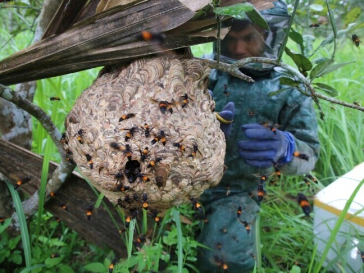 Thu hoạch nhộng 'ong tử thần'