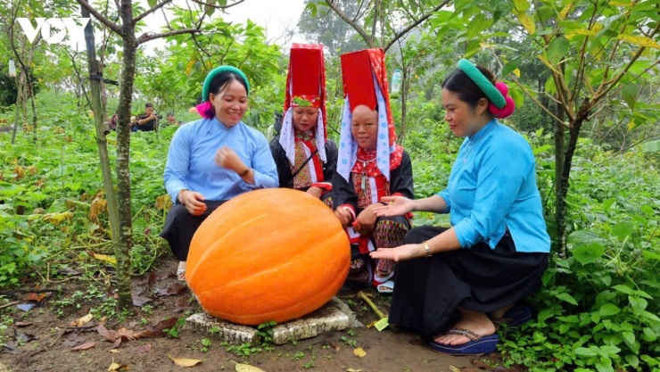Hoành Mô tiếp tục trồng thử nghiệm giống bí ngô khổng lồ tại các hộ dân