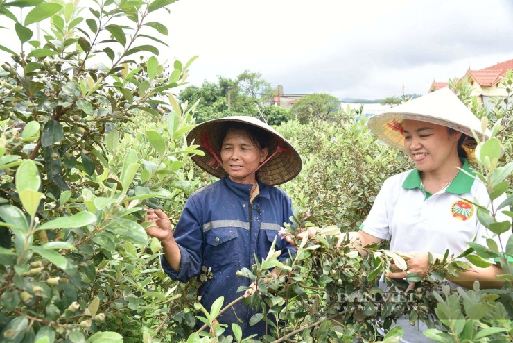 Phó Chủ tịch Hội Nông dân phường Bình Khê (tỉnh Quảng Ninh) thăm mô hình trồng sim của bà Trần Thị Xuân. Ảnh: Bùi My