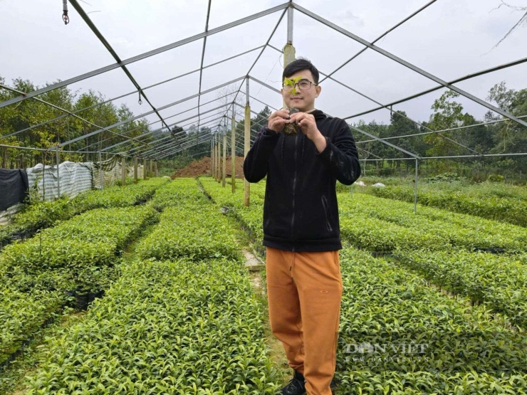 Vườn ươm cây dó bầu tại Phúc Trạch (Hà Tĩnh) cung cấp nguồn nguyên liệu cho cơ sở chế tác trầm hương của nghệ nhân Đặng Hiền. Ảnh: NVCC.&nbsp;