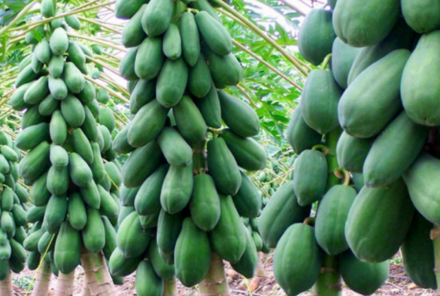Cây đu đủ tượng trưng cho sự ấm no, quả đu đủ có ý nghĩa mang lại sung túc cho cả gia đình.