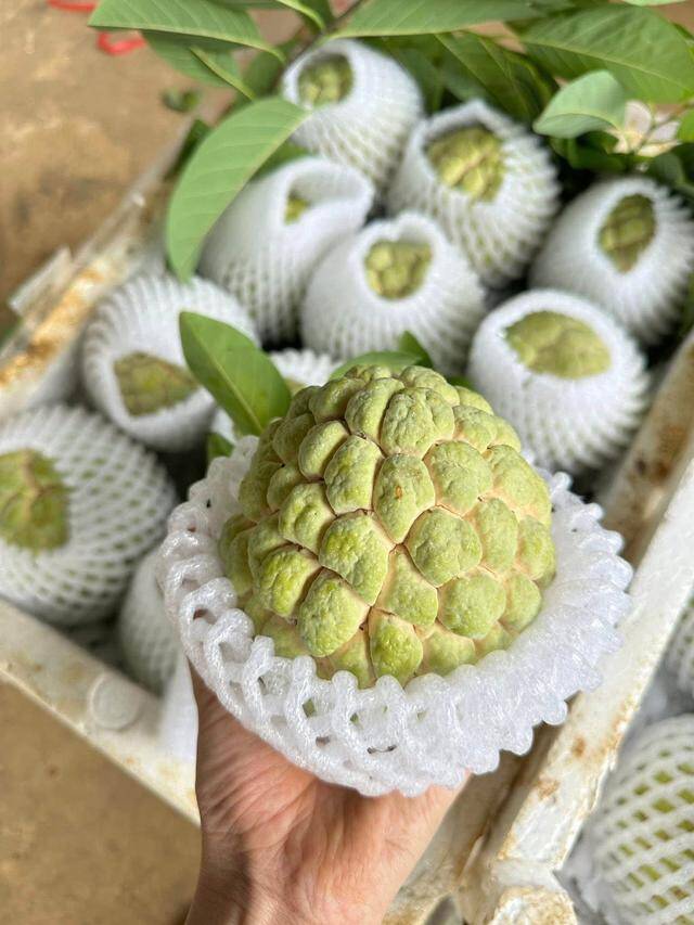 Tùy thuộc vào kích cỡ của quả na, tiểu thương sẽ phân loại để có giá bán hợp lý nhất, ví dụ loại 2 - 3 - 4 quả/kg sẽ có giá khác với loại 5 - 6 quả/kg.