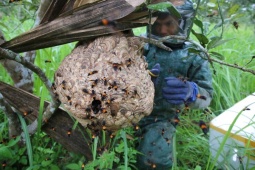 Thu hoạch nhộng 'ong tử thần'