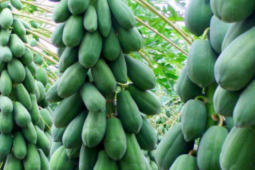 Muốn gia đạo hưng thịnh, trồng ngay loại cây này trước nhà, quả càng nhiều lộc càng to