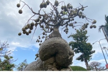 Từ cây ăn quả dân dã lên chậu thành bonsai, có cây được trả 500 triệu đồng