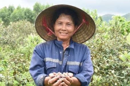 Bứng cây dại mọc hoang về trồng kín 5 sào đất, một nông dân Quảng Ninh hễ bẻ quả chín là bán đắt hàng như tôm tươi