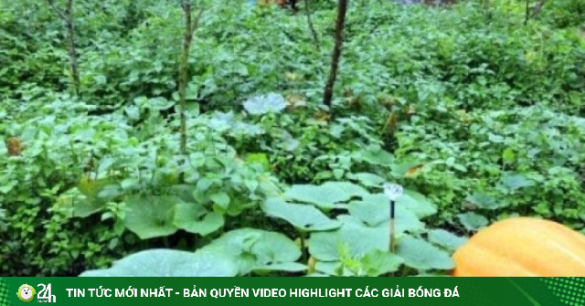 Lên biên giới xem bí ngô khổng lồ ở Hoành Mô
