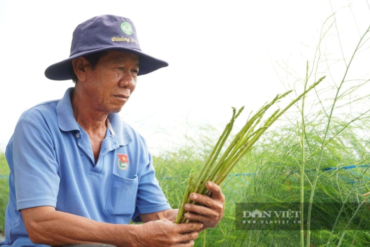 Anh Lý Hoàng ở ấp Huỳnh Kỳ, xã Vĩnh Hải, TP Cần Thơ trồng măng tây thay cho hành tím kém hiệu quả. Ảnh: H.X