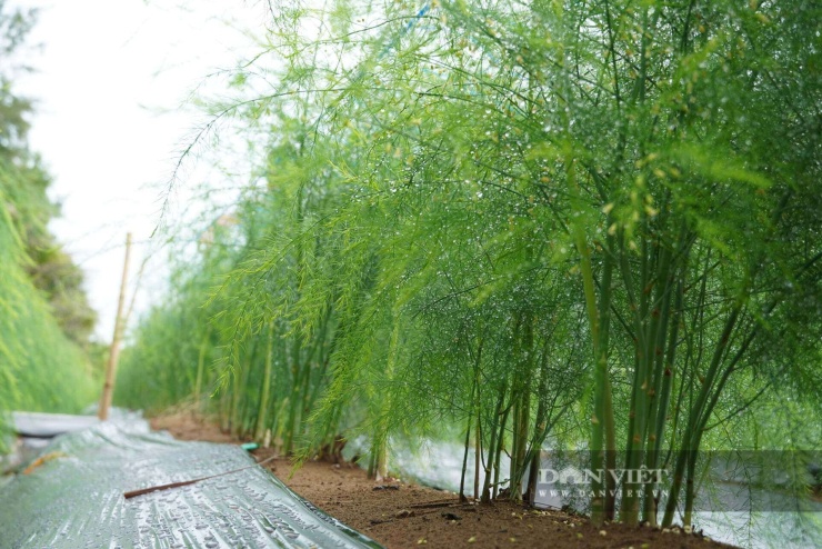 Nhờ tận dụng tốt lợi thế đất giồng cát ven biển không lo ngập nước, mô hình trồng măng tây thay thế cây hành tím kém hiệu quả tại xã Vĩnh Hải, TP Cần Thơ đang gặt hái những "quả ngọt" đầu tiên. Ảnh: H.X