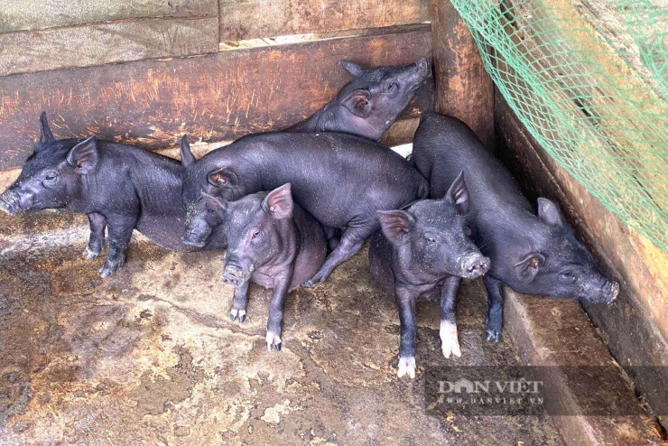 Đàn lợn đen ăn khỏe, đang lớn nhanh sẽ tạo thu nhập, giúp các gia đình thuộc diện nghèo và cận nghèo ở xã Nga My, tỉnh Nghệ An có thu nhập ổn định, vượt qua khó khăn do thiên tai. Ảnh: Nga My
