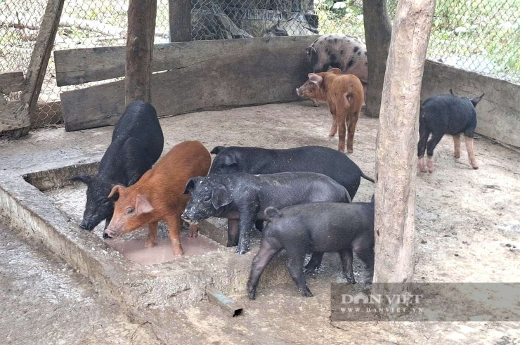 Đàn lợn đen ăn khỏe, đang lớn nhanh sẽ tạo thu nhập, giúp các gia đình thuộc diện nghèo và cận nghèo ở xã Nga My, tỉnh Nghệ An có thu nhập ổn định, vượt qua khó khăn do thiên tai. Ảnh: Nga My