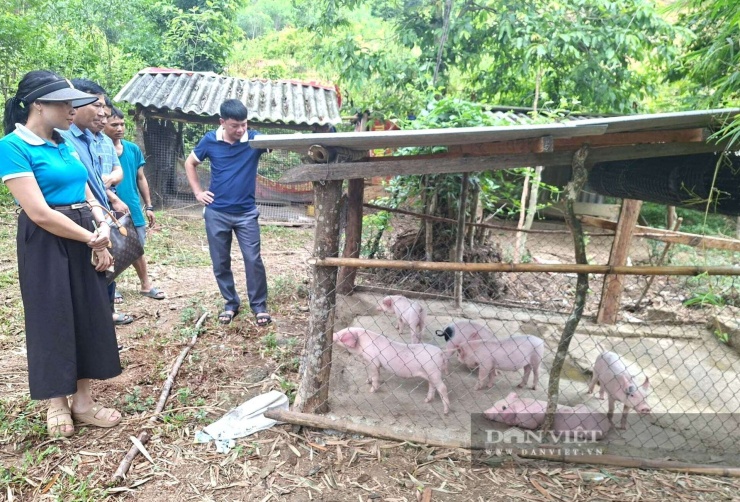 Việc hỗ trợ kịp thời giúp bà con dân bản ở xã Nga My, tỉnh Nghệ An phát triển kinh tế. Địa phương cũng tiếp tục khảo sát, đánh giá hiệu quả từ mô hình, qua đó phát triển đàn lợn đen theo hướng hàng hóa tạo thu nhập cao cho bà con. Ảnh: Nga My