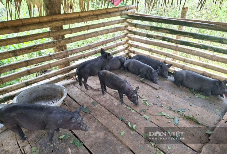 Đàn lợn đen ăn khỏe, đang lớn nhanh sẽ tạo thu nhập, giúp các gia đình thuộc diện nghèo và cận nghèo ở xã Nga My, tỉnh Nghệ An có thu nhập ổn định, vượt qua khó khăn do thiên tai. Ảnh: Nga My