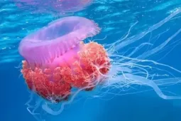 Sứa lửa 'tấn công' người tắm biển Nha Trang