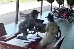 Cô gái dũng cảm chống trả quyết liệt kẻ cướp giật dây chuyền