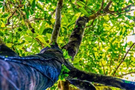 Tận thấy quần thể chè quý hiếm giữa rừng nguyên sinh Quảng Ninh
