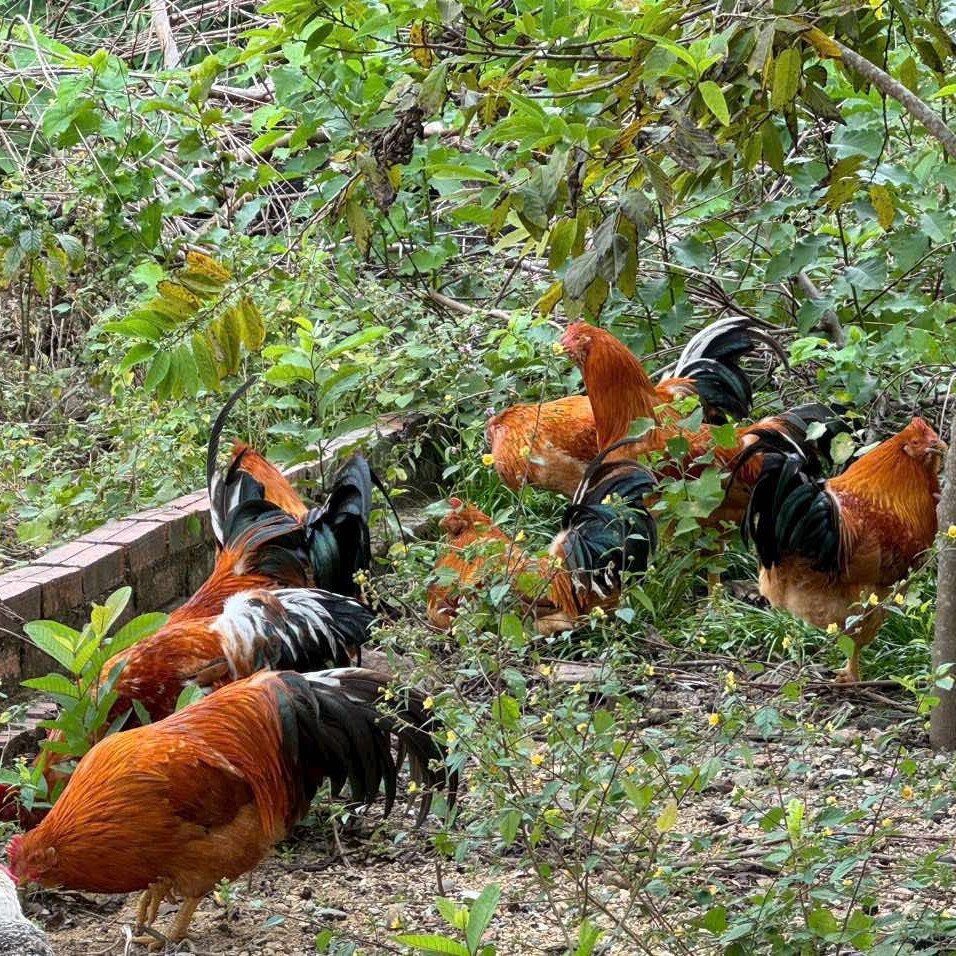 Món đặc sản gà râu của đảo. Ảnh: Nguyễn Thanh Tuyền