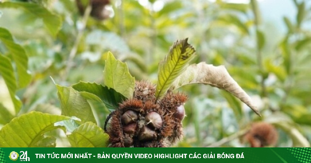 Tháng 8, khách tới Lạng Sơn 'săn' đặc sản: Loại ngọt thơm, loại gai chi chít