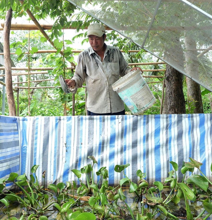 Từng nuôi dế, bồ câu, đuông dừa nhưng không hiệu quả, anh Thuận chuyển sang cà cuống vì giá trị kinh tế cao, ít dịch bệnh và chưa phổ biến. Năm 2023, anh mua 10 ổ trứng cà cuống từ Cà Mau với giá một triệu đồng. Vài ngày sau, trứng nở thành hàng trăm con, anh làm thêm bể tách đàn, duy trì mật độ khoảng 10 con/m2, thả lục bình, rong và cành khô cho cà cuống bám, trú ngụ, đẻ trứng. Hiện trên diện tích 400 m2, anh bố trí 14 bể bạt khung sắt, nuôi 1.000-1.200 con giống và thương phẩm. Hai bể bên cạnh nuôi khoảng 300 con bố mẹ, phủ rèm lưới hạn chế cà cuống bay ra ngoài; ba bể đối diện dùng để dự trữ thức ăn.