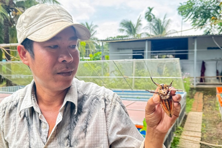 Theo anh Thuận, cà cuống trải qua 5 lần lột xác, sau khoảng 60-70 ngày nuôi sẽ trưởng thành và bắt đầu sinh sản. Con đực có túi tinh dầu mang mùi thơm đặc trưng, được dùng làm gia vị cho bánh cuốn, bún thang, nước chấm...