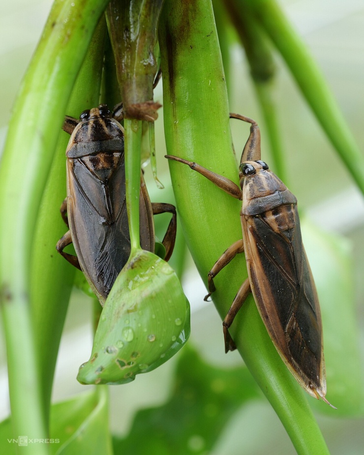 Cà cuống là loài côn trùng lớn, thân dẹt hình lá, màu vàng xỉn hoặc nâu đất. Khi trưởng thành, chúng dài khoảng 7-8 cm.