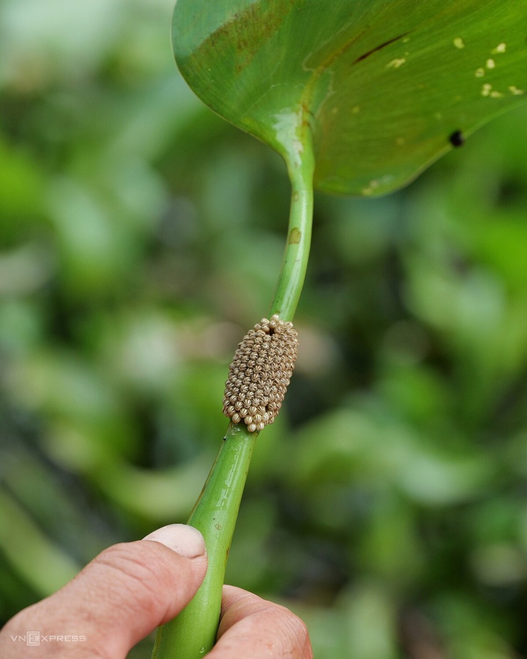 Mỗi con cái đẻ khoảng hai ổ trứng mỗi tháng, mỗi ổ 80-100 trứng. Các ổ được anh Thuận đưa vào khu ấp riêng để tăng tỷ lệ nở.