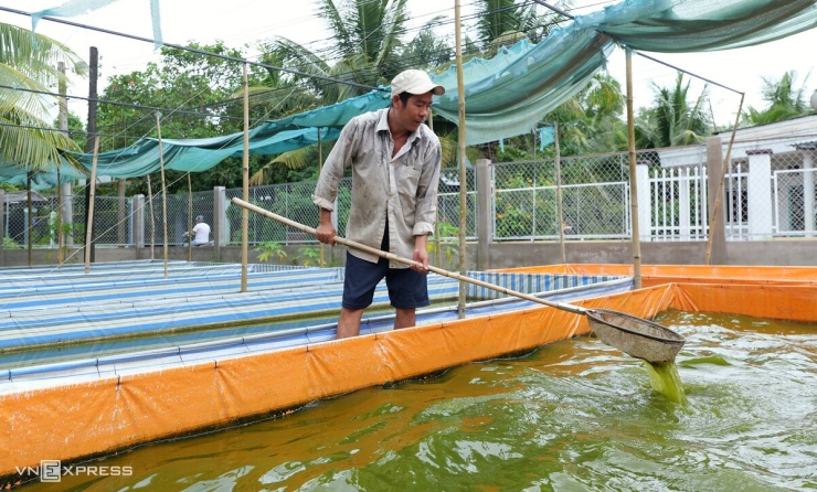 Để chủ động nguồn thức ăn, anh Thuận dành khoảng 150 m2 trong trang trại, bố trí 10 bể bạt nuôi cá con, nòng nọc, ếch nhái, dế... làm mồi cho đàn cà cuống.
