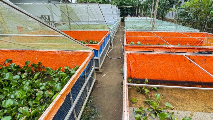 Trại cà cuống thu hàng trăm triệu đồng mỗi năm ở miền Tây - 9