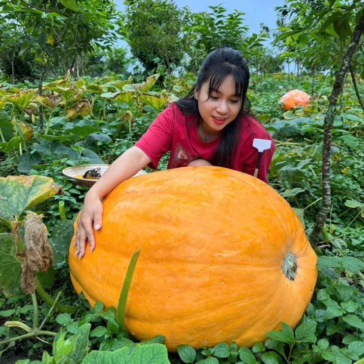 Riêng tuần đầu tháng 8, vườn bí ngô đón khoảng 1.200 lượt khách. Ảnh: Nguyễn Thanh Hải