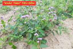 Tin tức sức khỏe - Ít ai biết: Loài hoa quen thuộc này lại là “khắc tinh” của phì đại tiền liệt tuyến, giúp giảm tiểu đêm rõ rệt
