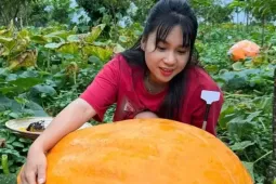 Vườn bí ngô khổng lồ có quả nặng tới 126 kg ở Quảng Ninh