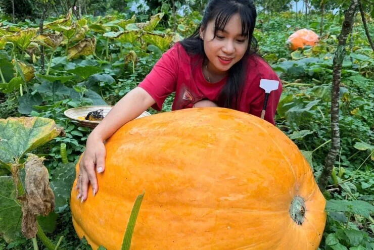 Vườn bí ngô khổng lồ có quả nặng tới 126 kg ở Quảng Ninh