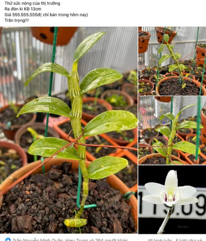 Một nhành lan đột biến được giao bán nửa tỷ trên mạng xã hội lúc còn trong cơn sốt. (Ảnh: Facebook)