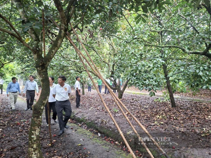 Với quy định bồi thường mới, vườn cây phục vụ du lịch sinh thái được áp dụng 100% đơn giá. Ảnh: QS