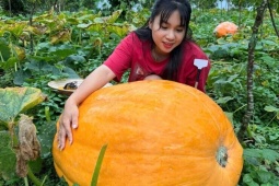Vườn bí ngô khổng lồ có quả nặng tới 126 kg ở Quảng Ninh