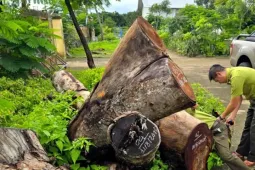 Kiểm lâm vào cuộc vụ hàng cây xà cừ trong trụ sở xã bị cưa hạ bất thường ở Gia Lai