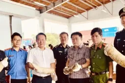 Phát hiện gần 1,2 tấn ngà voi và xương động vật tại cảng Quy Nhơn