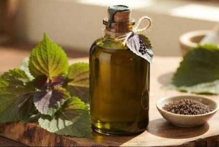 3 lợi ích của dầu tía tô với người ăn kiêng, giảm cân