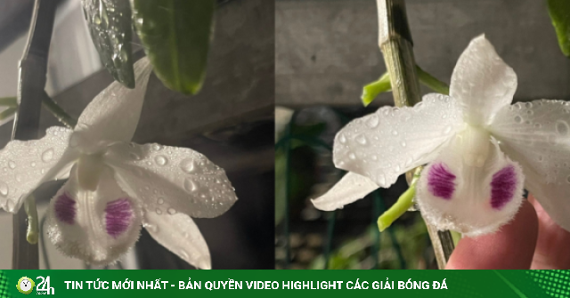 Lan đột biến vẫn còn, nhưng giấc mộng làm giàu tiền tỷ đã tan