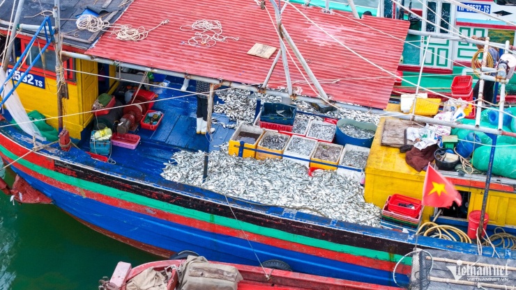 Chợ làng chài cách Hà Nội 3,5 giờ lái xe, hải sản tươi, mực từ 100.000 đồng/kg - 5